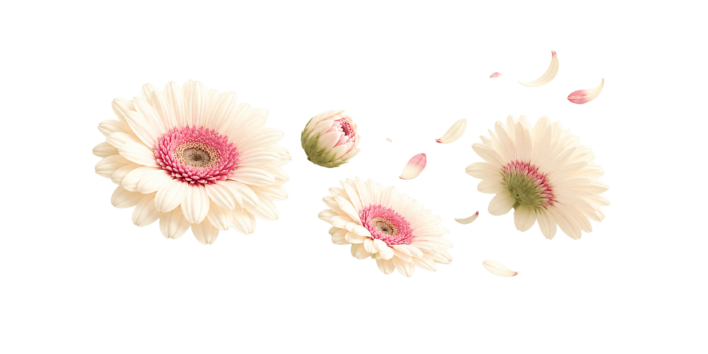 Mehrere zarte Gerbera-Blüten mit cremeweißen Blättern und rosa Zentren schweben auf schwarzem Hintergrund, begleitet von einzelnen Blütenblättern.
